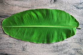 Benefits of Eating in Banana Leaf | Anudinam.org