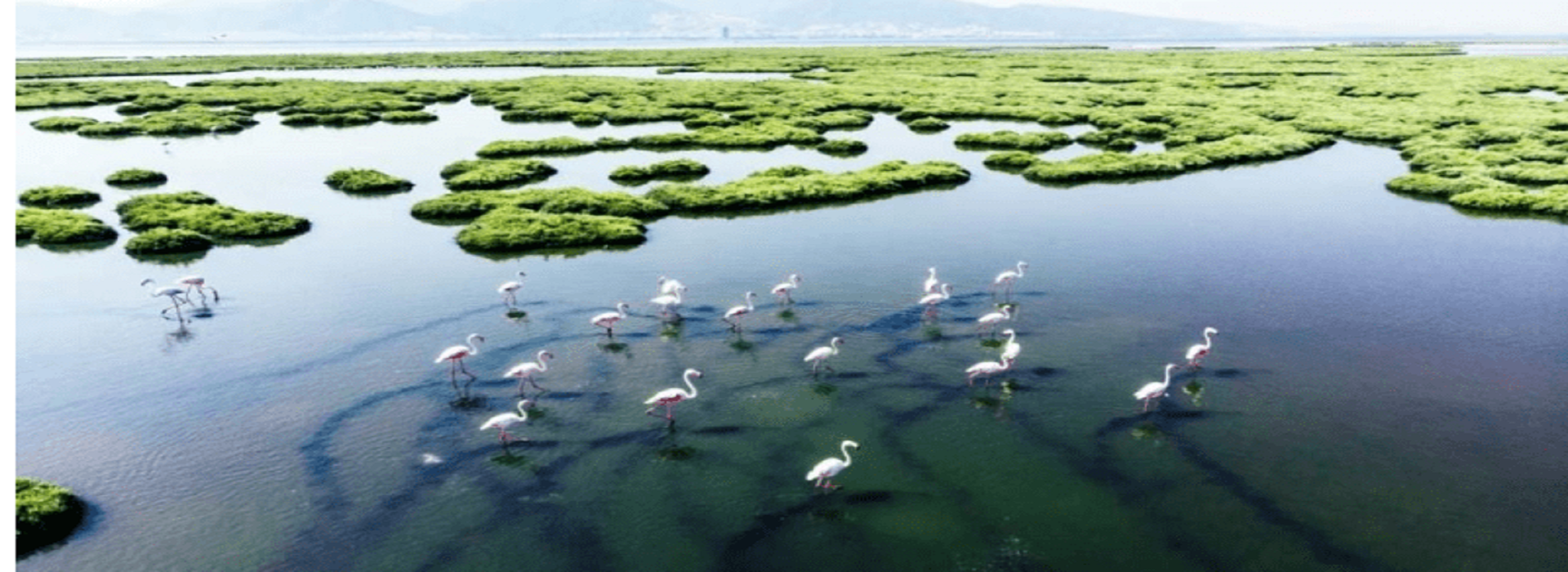 What are the famous Ramsar sites in India ? Archives Taj With Guide Blog