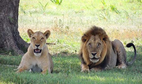 Etawah-Lion-Safari-Tour