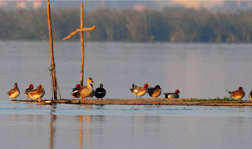 delhi-bharatpur-bird-sanctuary-tour